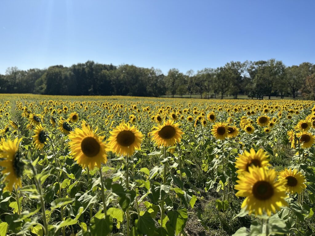 sunflowers in a wide open field with blue skies and mature trees