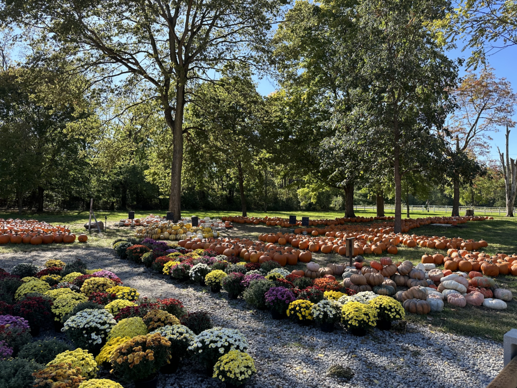  pumpkins, mums, and other various gourds outside under mature trees on a gravel pathway