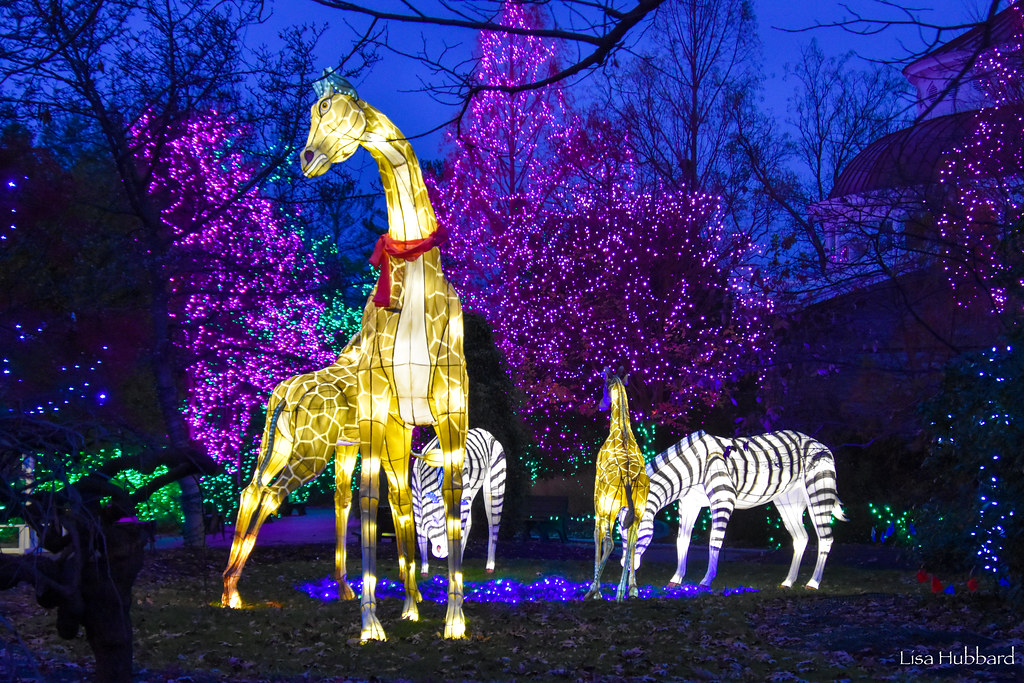 illuminated zoo animals and christmas lights in trees